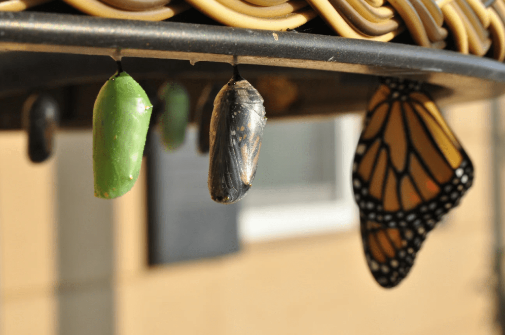 From Self-Employed to Apprentice: Starting Again and Moving Forward